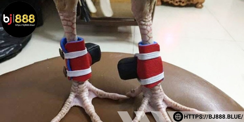 Nghỉ ngơi tuyệt đối cho chiến kê
