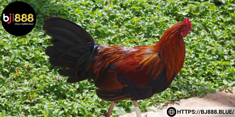 Cách chữa gà chọi bị rút gân – Đôi nét nguyên nhân gây tổn thương