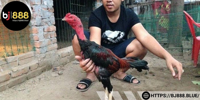 Chế biến đúng cách giúp bảo toàn dưỡng chất và tăng khả năng hấp thu