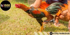 Thực hiện đúng quy trình chế biến thức ăn cho chiến kê