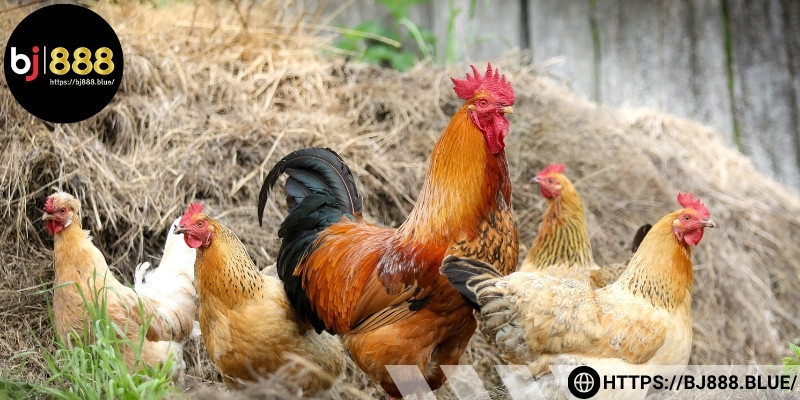 Cách tập luyện cho gà đá cựa sắt chìa khóa giúp chiến kê thi đấu hiệu quả