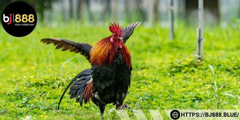 Rèn đòn chính xác, nâng cao khả năng ra đòn