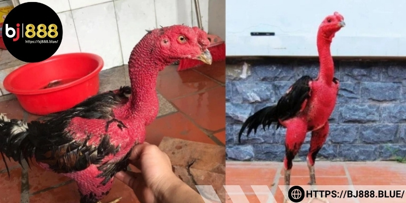 Các bước vô nghệ hiệu quả cho gà đá cựa sắt