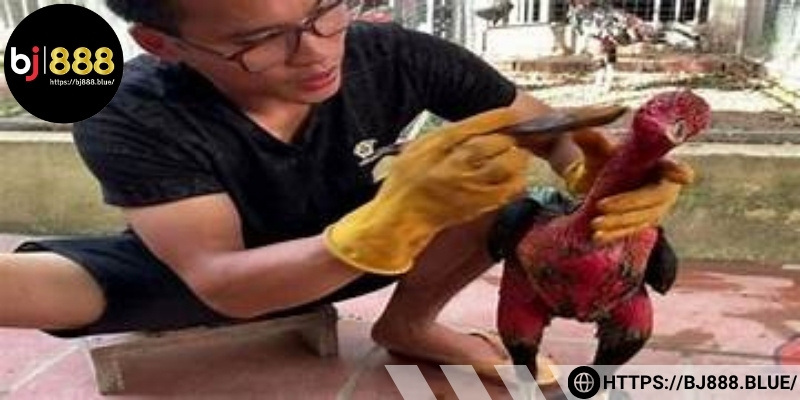 Không gian yên tĩnh, nhiệt độ ổn định giúp chiến kê giữ tinh thần tốt