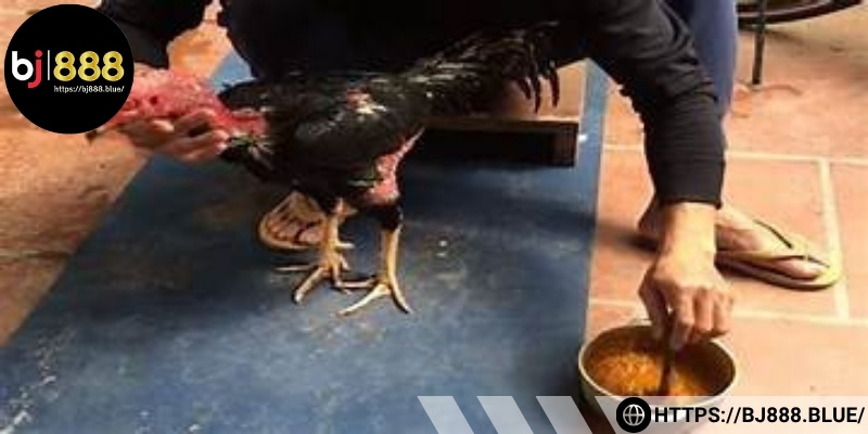 Lựa chọn gà khỏe mạnh, đủ tuổi và già dặn