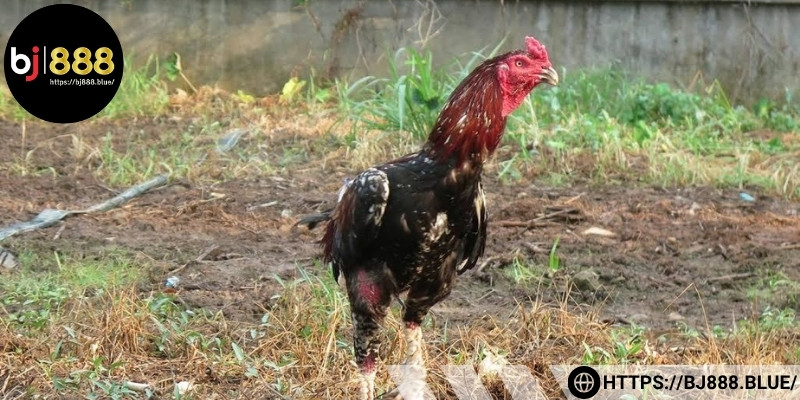 Những điều cần nhớ khi vô nghệ cho gà đá cựa sắt