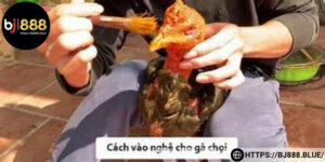 Rèn luyện đều đặn giúp chiến kê dẻo dai và bền bỉ hơn