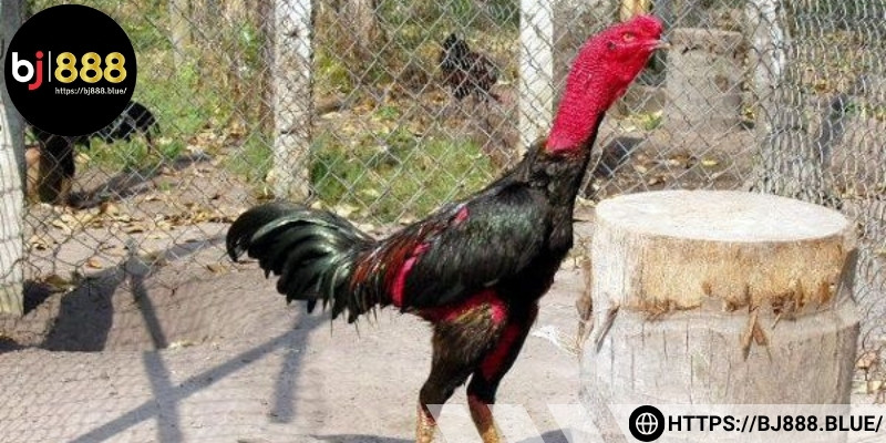 Tìm hiểu sơ nét cách vô nghệ cho gà đá cựa sắt