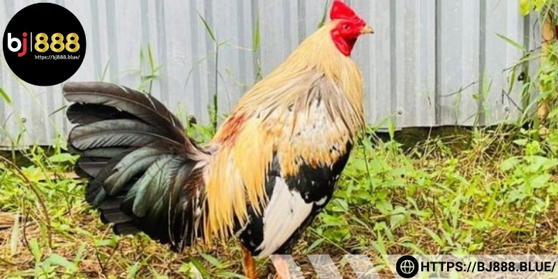 Cách xem màu mạng gà đá cựa sắt chọn màu mạng phù hợp