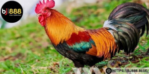 Ngũ tố biểu hiện qua ngoại hình