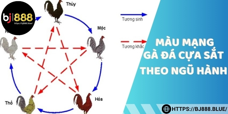 Nhận biết gà theo ngũ hành một cách đơn giản, hiệu quả