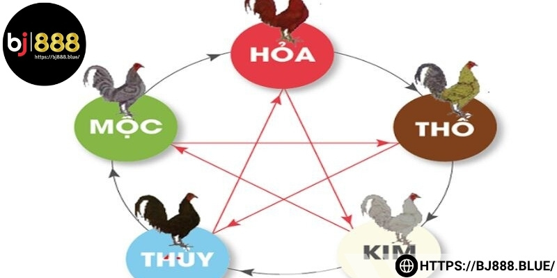 Cách xem màu mạng gà đá cựa sắt màu thuộc vận mệnh