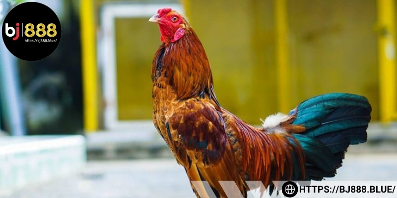 Chăm sóc gà chọi trước khi đi đá - Bổ sung năng lượng