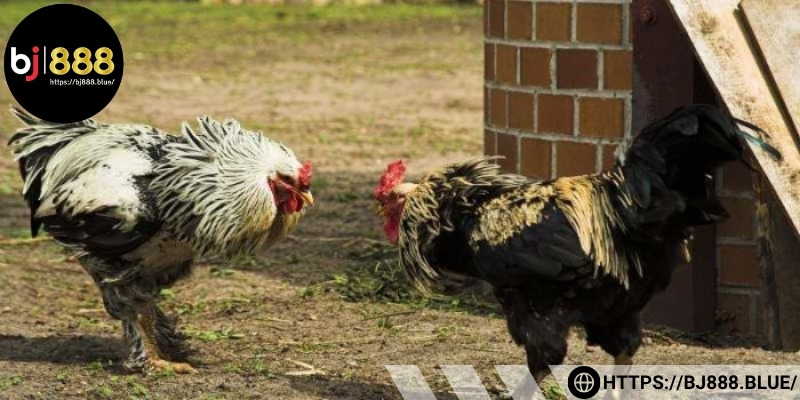 Học hỏi và tích lũy kinh nghiệm từ hội viên kì cựu
