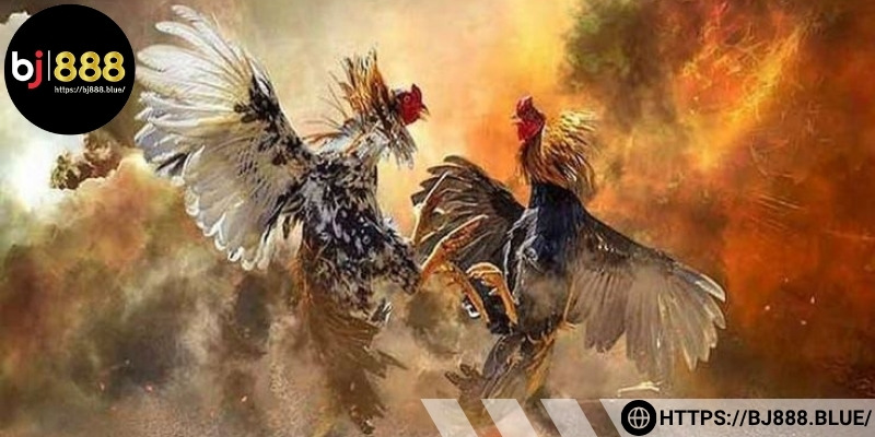 Mẹo hay quan sát chiến kê để điều chỉnh chiến lược phù hợp