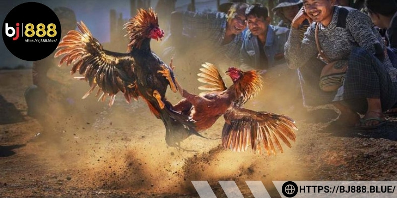 Bình luận viên tại các sới gà trực tiếp có trình độ chuyên môn cao