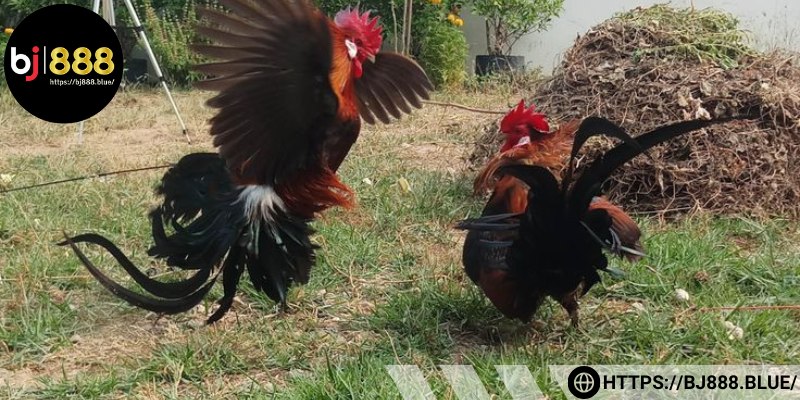 Kiểm soát rủi ro với phân chia nhỏ vốn cược