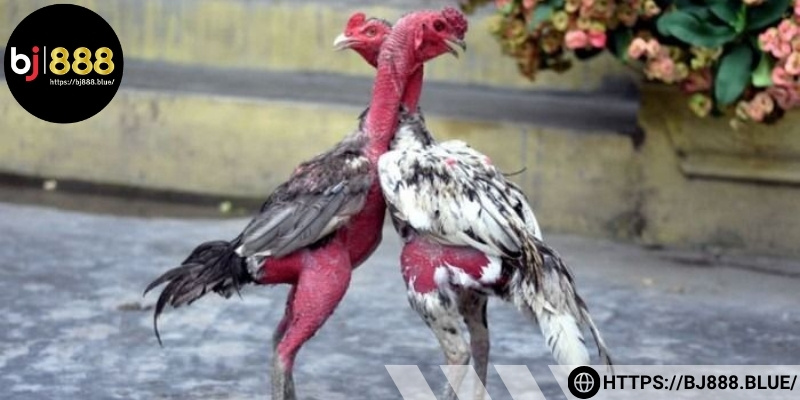 Đảm bảo việc phòng ngừa và chữa trị cho gà