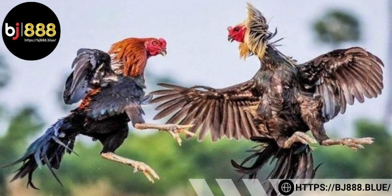Nguồn gốc của giống gà Asil Mỹ nên tìm hiểu