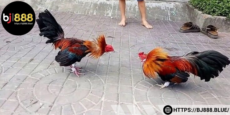 Tip nuôi và chăm sóc những chiến kê Asil Mỹ