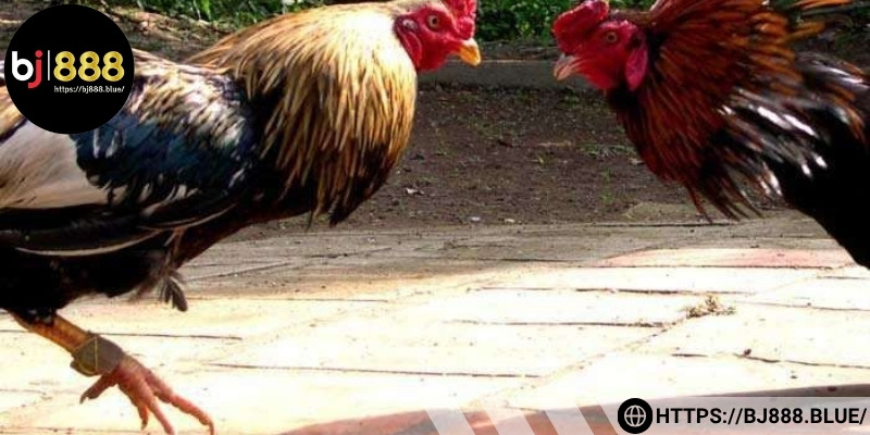 Chế độ phòng và điều trị cho gà cần được ưu tiên
