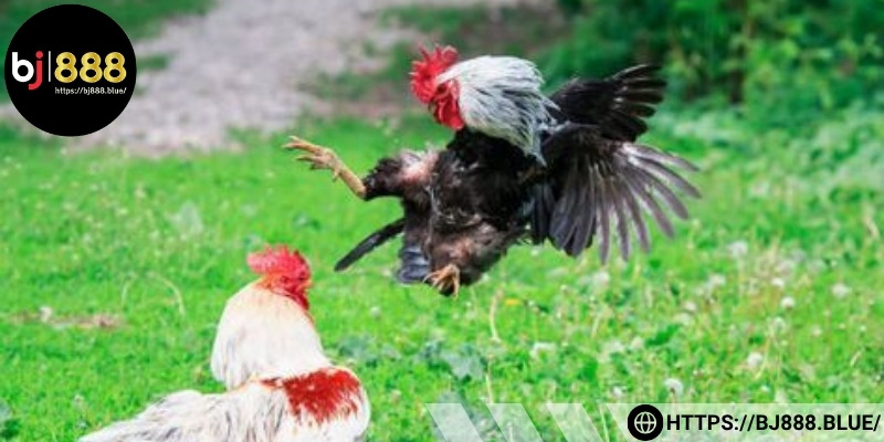 Sơ lược thông tin tìm hiểu về giống gà Kelso