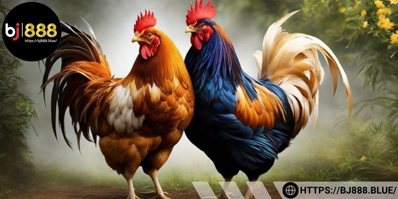 Kế hoạch vốn cược kỹ càng cho từng trận đấu